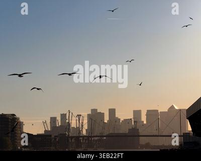 Oiseaux volant au-dessus des Royal Victoria Docks dans la lumière de fin de soirée avec des blocs de tour de la ville et le pont Royal Victoria Docks en arrière-plan. Banque D'Images