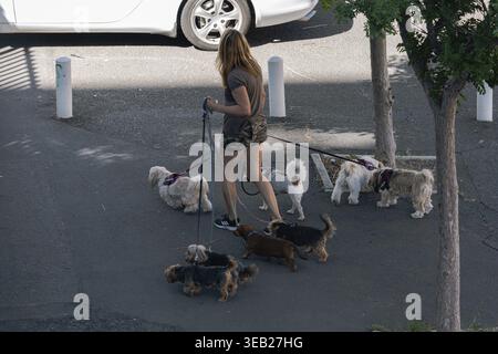 Une femme promène six petits chiens sur des laisses et des harnais dans la rue. promeneur de chien professionnel, photo non mise en scène, animateur. Le Cap, Afrique du Sud Banque D'Images