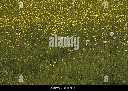 Prairie avec des papillons (Ranunculus) et des marguerites (Leucanthemum vulgare) - prairie avec des papillons et des marguerites aux yeux d'œuf Banque D'Images