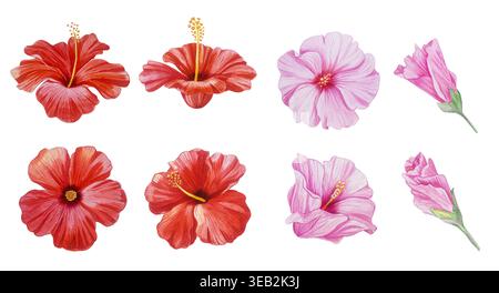 Set hibiscus. Fleurs tropicales rouges et roses et bourgeons isolés sur blanc. Clipart d'aquarelle botanique peint à la main. Illustration détaillée réaliste. Banque D'Images