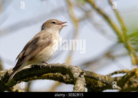 nightingale, nightingale commune, luscinia megarhynchos, rufous nightingale Banque D'Images