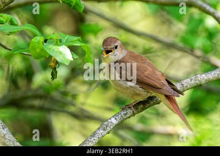 nightingale, nightingale commune, luscinia megarhynchos, rufous nightingale Banque D'Images