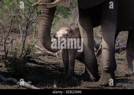 Vue d'un bébé éléphant debout de manière protectrice entre les jambes d'un éléphant adulte dans la savane sèche bushveld Skukuza, Mpumalanga, Afrique du Sud. Banque D'Images