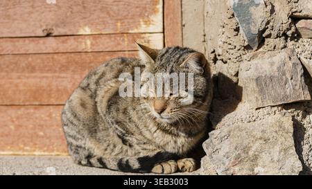 Chat tabby gris mignon assis sur une clôture en bois à l'extérieur montrant des moustaches et des yeux brillants dans un cadre de nature Banque D'Images