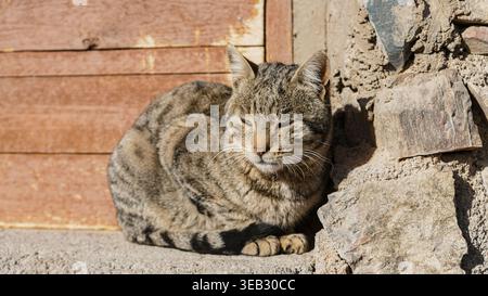 Chat tabby gris mignon assis sur une clôture en bois à l'extérieur montrant des moustaches et des yeux brillants dans un cadre de nature Banque D'Images