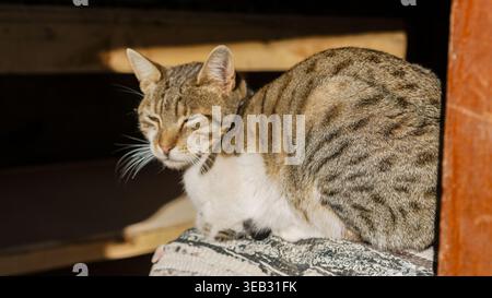 Chat tabby gris mignon assis sur une clôture en bois à l'extérieur montrant des moustaches et des yeux brillants dans un cadre de nature Banque D'Images