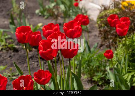 Une scène printanière vibrante avec des tulipes rouges en pleine floraison dans un paysage de jardin résidentiel. L'image capture la beauté naturelle de la saison fraîche Banque D'Images