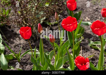 Une scène printanière vibrante avec des tulipes rouges en pleine floraison dans un paysage de jardin résidentiel. L'image capture la beauté naturelle de la saison fraîche Banque D'Images