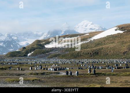 Vue d'une colonie massive de manchots royaux rassemblés sur la vaste toundra avec des montagnes enneigées en arrière-plan dans la plaine de Salisbury, Géorgie du Sud a Banque D'Images