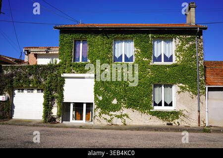Charmante façade de maison de deux étages couverte de lierre vert luxuriant sous un ciel bleu vif Banque D'Images