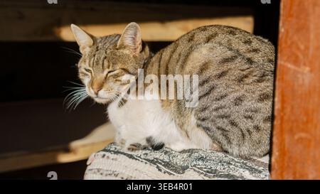 Chat tabby gris mignon assis sur une clôture en bois à l'extérieur montrant des moustaches et des yeux brillants dans un cadre de nature Banque D'Images
