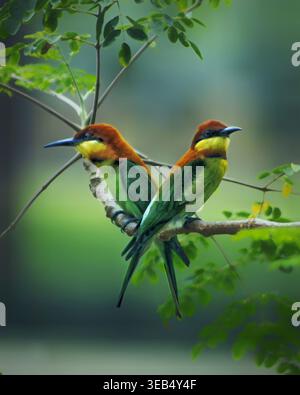 Vue de deux mangeurs d'abeilles à tête de châtaigne avec plumage vibrant perché sur une branche d'arbre sur un fond vert doux à Joypurhat, Rajshahi Division, Banque D'Images