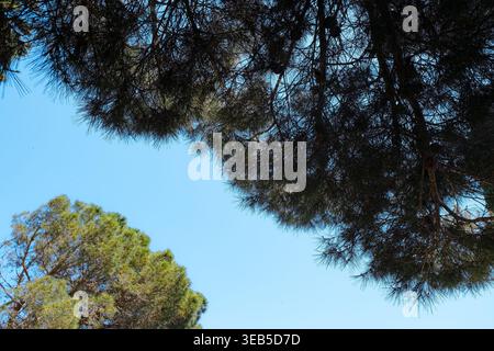Avignon, France : vue en bas angle des branches de pin de pierre méditerranéen (Pinus pinea) contre un ciel bleu par une journée ensoleillée au Fort Saint-André. Banque D'Images