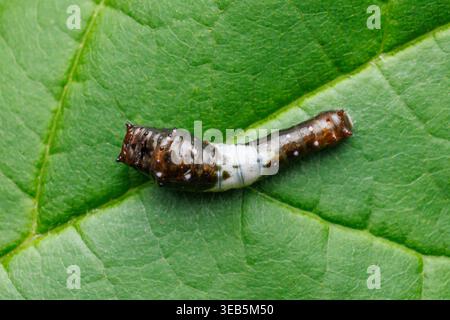 Queue de tigre de l'est (Papilio glaucus) - chenille (larve) Banque D'Images
