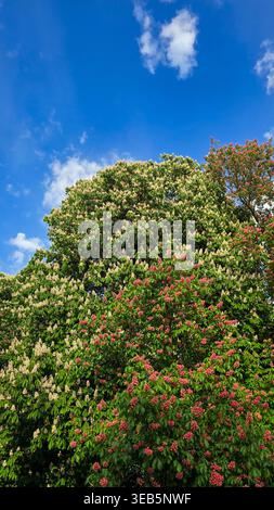 Vue de la floraison printanière des châtaigniers à cheval Aesculus hippocastanum avec des fleurs blanches et roses dans un ciel bleu Banque D'Images