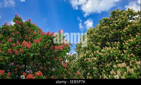 Vue sur les châtaigniers à cheval en fleurs Aesculus hippocastanum avec des fleurs blanches et roses sur un ciel bleu avec des nuages blancs. Banque D'Images