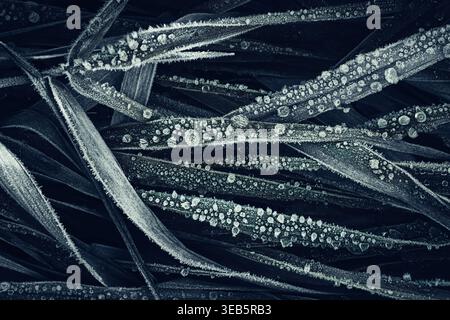 Vue de brins d'herbe gelés recouverts de cristaux de gel délicats et de gouttelettes d'eau glacées dans une atmosphère sombre et d'humeur Nowe Gniewice, Voïvodesh masovienne Banque D'Images