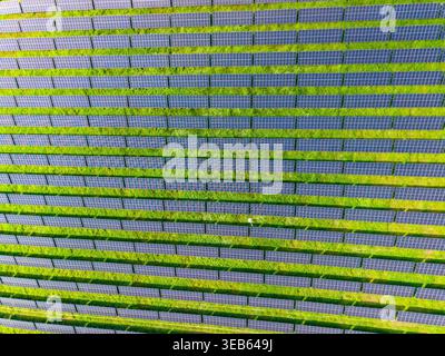 Des rangées de panneaux solaires couvrent des terres où poussent des plantes vertes en dessous. Cette configuration montre l'utilisation de l'énergie solaire pour soutenir les objectifs environnementaux. La scène Banque D'Images