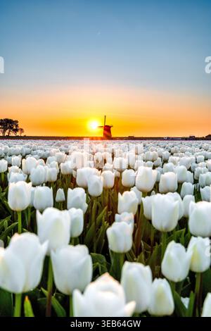 Vue sur un vaste champ de tulipes blanches en fleurs menant à un moulin à vent traditionnel sous un ciel de coucher de soleil vibrant Schermerhorn, Hollande du Nord, Netherlan Banque D'Images