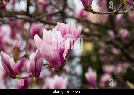 Fleurs de magnolia roses en pleine floraison au début du printemps avec mise au point sélective et un fond naturel doux Banque D'Images