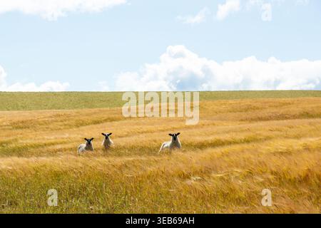 Trois moutons debout dans un champ de grain doré Banque D'Images