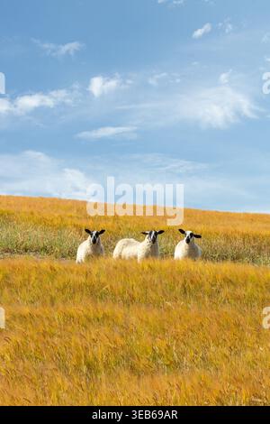 Trois moutons debout dans un champ de grain doré Banque D'Images