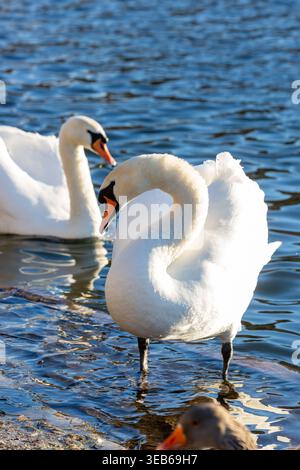 Gros plan de deux cygnes muets sur un lac d'eau douce Banque D'Images