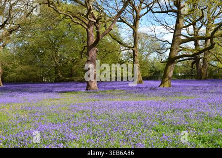 Bluebells derrière Elgin House à Knockholt Pound, Kent, sur les North Downs près de Sevenoaks et Bromley et Londres Banque D'Images