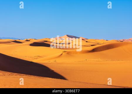 Vue sur les dunes de sable Erg Chebbi avec des ondulations dorées et des ombres profondes sous un ciel bleu clair dans le désert du Sahara près de Merzouga, Draa-Tafilalet, Moro Banque D'Images