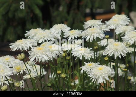 Cultivar Shasta Daisy frilly et à double fleurs Banque D'Images