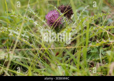 Bull Thistle dans Un pré alpin herbeux Banque D'Images