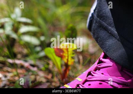 Ma chaussure de course rose sur plancher forestier Banque D'Images
