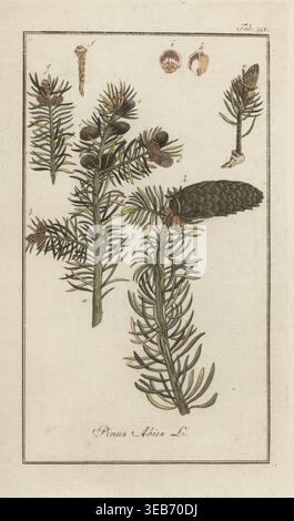 Épinette de Norvège, sapin de Norvège ou épinette d'Europe, Picea abies Pinus abies. Branche, feuille, aiguille et pomme de pin. Gravure sur cuivre de Johannes Zorn's Icones plantarum medicinalium, illustrations of Medical plants, Afbeeldingen der Artseny-Gewassen, J.C. Sepp, Amsterdam, Hollande, 1796. Zorn (1739-1799) était un pharmacien et botaniste allemand qui voyageait dans toute l'Europe à la recherche de plantes médicinales. Banque D'Images