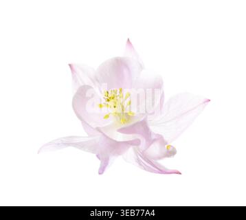 Gros plan de fleur Aquilegia rose pâle isolé sur un fond blanc. Banque D'Images