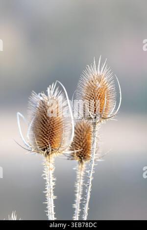 Gros plan de trois têtes de fleurs séchées de la teasel sauvage en hiver Banque D'Images