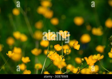 Vue de papillons jaunes éclatants fleurissant dans une prairie verte luxuriante sous la lumière du soleil à Zagreb, Croatie. Banque D'Images