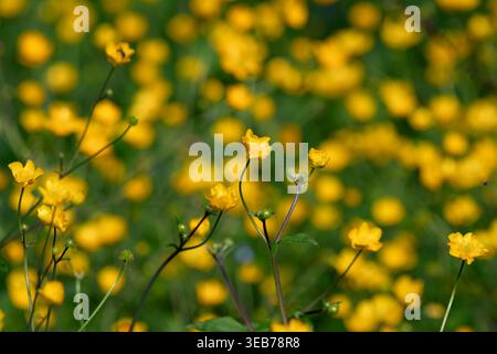 Vue d'un champ de papillons jaunes éclatants fleurissant parmi les tiges vertes sous la lumière du soleil à Zagreb, Croatie. Banque D'Images
