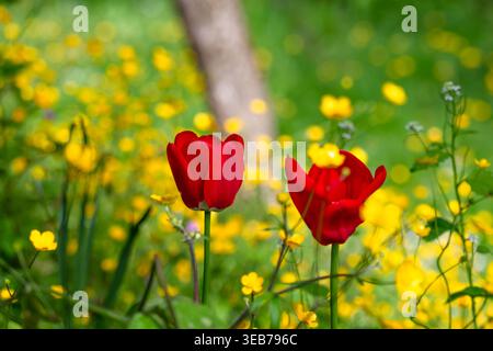 Vue de deux tulipes rouges vibrantes fleurissant dans un champ luxuriant de fleurs sauvages jaunes avec un fond flou doux Zagreb, Croatie. Banque D'Images