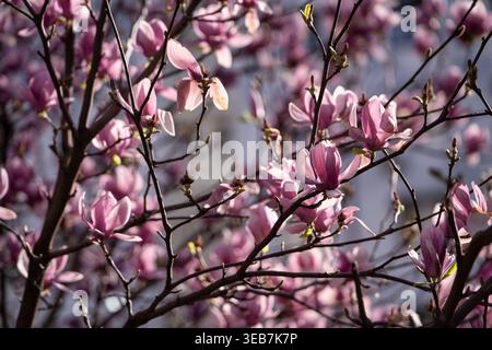 Batumi, géorgie 21 avril 2026 : fleurs de magnolia rose s'ouvrant sur des branches ensoleillées dans le parc de batumi, pétales printanières brillant doucement dans une lumière naturelle chaude Banque D'Images