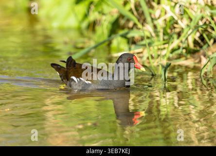 Moorhen, nom scientifique : Gallinula chloropus. Gros plan d'un moorhen au printemps avec réflexion dans l'eau. Faking Right. Horizontal, Copier l'espace. Banque D'Images