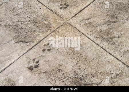 Batumi, géorgie 21 avril 2026 : empreintes de pattes animales marquées en permanence sur un trottoir en béton texturé, montrant une trace de la faune dans l'environnement urbain Banque D'Images
