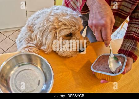 Hunde - faim. Die Hundebesitzerin füttert ihren Jungen Cockapoo . Siegsdorf Bayern Deutschland *** chiens affamés la propriétaire du chien nourrit son jeune Cockapoo Siegsdorf Bavière Allemagne Copyright : xRolfxPossx Banque D'Images