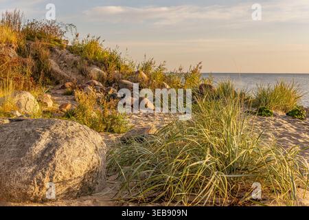Côte sablonneuse de la mer Baltique à Dahme, Schleswig-Holstein, Allemagne, avec des dunes, des herbes et des rochers dans la lumière chaude du soir près du rivage. Banque D'Images