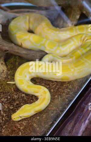 Python albinos birman jaune dans le terrarium Banque D'Images