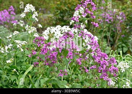 Formes violettes et blanches de fleur de printemps, Honesty, Lunaria annua ou Lunaria biennis UK jardin avril Banque D'Images
