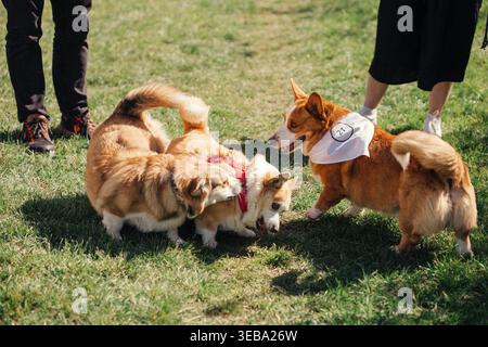 Les chiens se rassemblent et jouent lors d'une rencontre de corgi dans un parc par une journée ensoleillée avec de nombreux propriétaires à proximité Banque D'Images