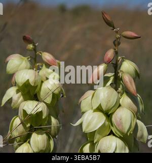 Plante Yucca fleurissant avec pédales lite vert et rouge. Banque D'Images