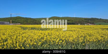 Champ de colza en fleurs dans la municipalité de Kalletal Banque D'Images