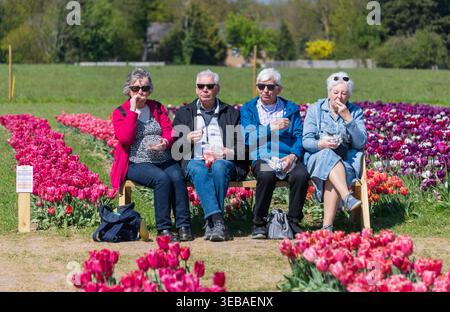 Tulleys Tulip Fields, London Colney, mis Albans UK avril 2026 quatre personnes âgées assises sur un banc dans les champs de tulipes admirant les expositions de tulipes Banque D'Images