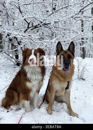 Berger allemand et berger australien assis ensemble dans une forêt enneigée. Amitié et compagnie entre chiens dans la nature hivernale. Banque D'Images